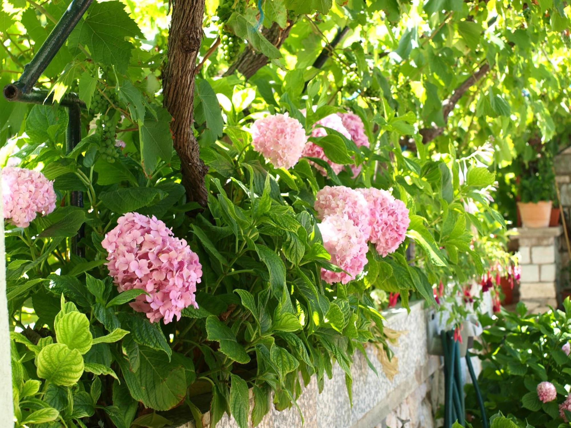 Alaburic Rooms & Apartment Mali Lošinj Eksteriør bilde